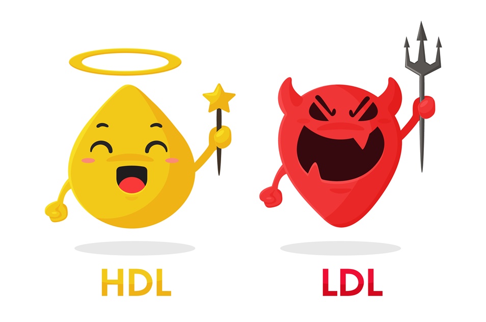HDL콜레스테롤-HDL-LDL-파이토웨이